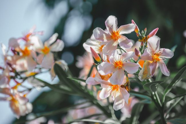 dangerous fungi and plants oleander 650x433 11 Dangerous Fungi and Plants: If You Ever See This, Ask for Help!