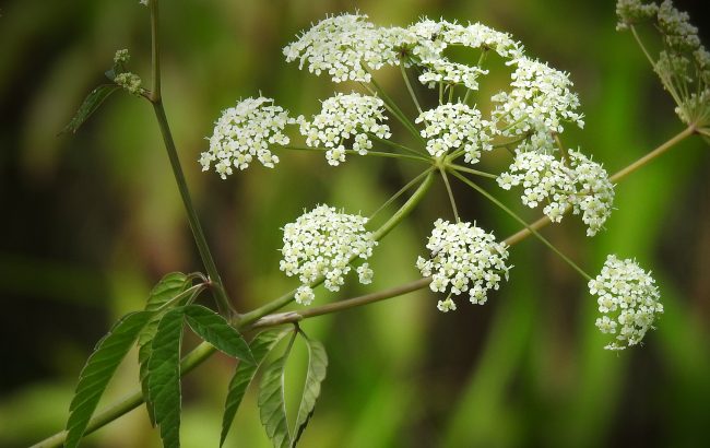 dangerous fungi and plants water hemlock 650x410 11 Dangerous Fungi and Plants: If You Ever See This, Ask for Help!