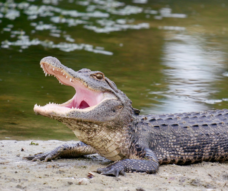 7 Tips on How to Survive Wild Animal Attacks