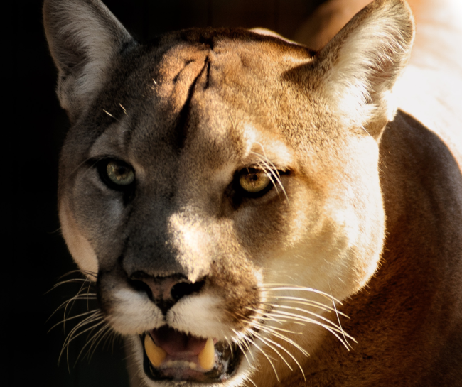 How to Survive Wild Animal Attacks mountain lion 650x545 7 Tips on How to Survive Wild Animal Attacks