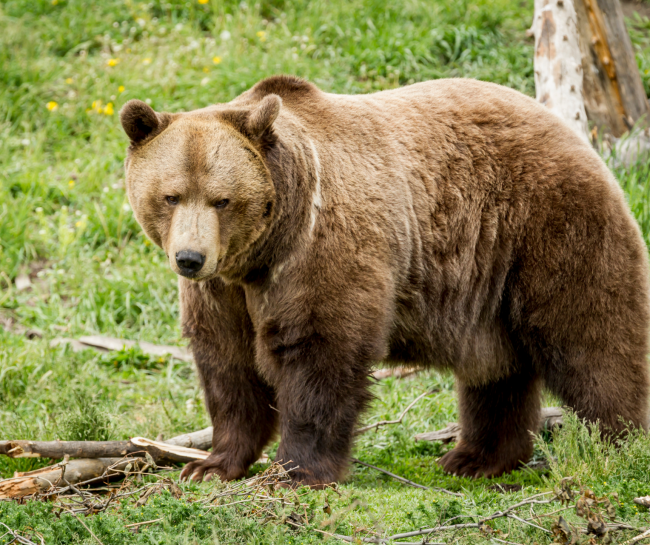 how to deal with a bear encounter 650x545 7 Tips on How to Survive Wild Animal Attacks