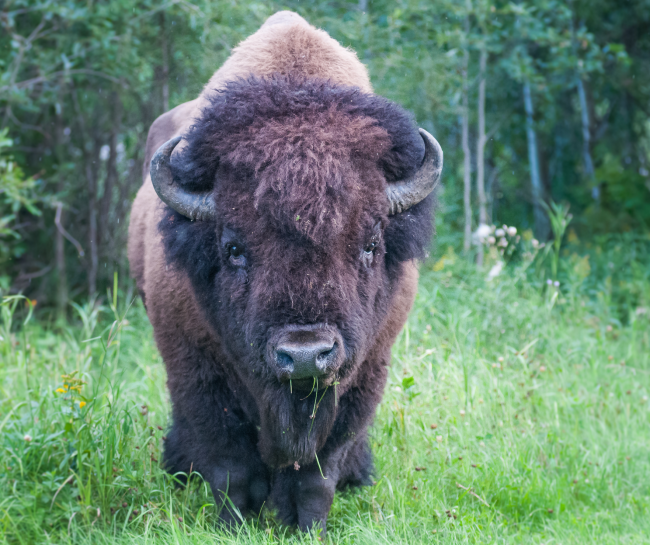 how to handle bison attacks 650x545 7 Tips on How to Survive Wild Animal Attacks