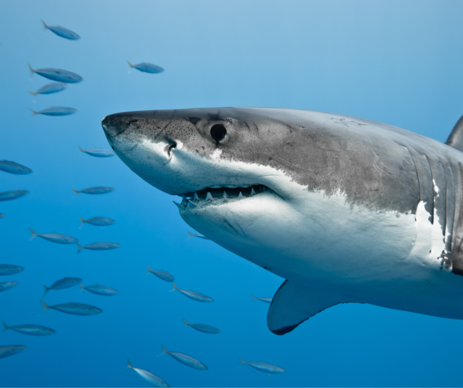 how to handle shark attacks 650x545 7 Tips on How to Survive Wild Animal Attacks