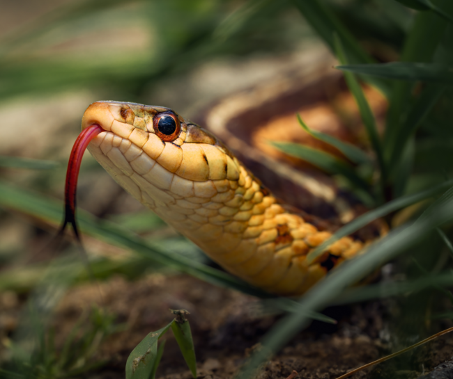 how to survive snake attacks 650x545 7 Tips on How to Survive Wild Animal Attacks