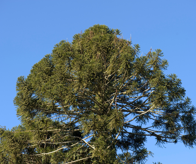 Bunya pine 650x545 The Most Dangerous Trees In The World