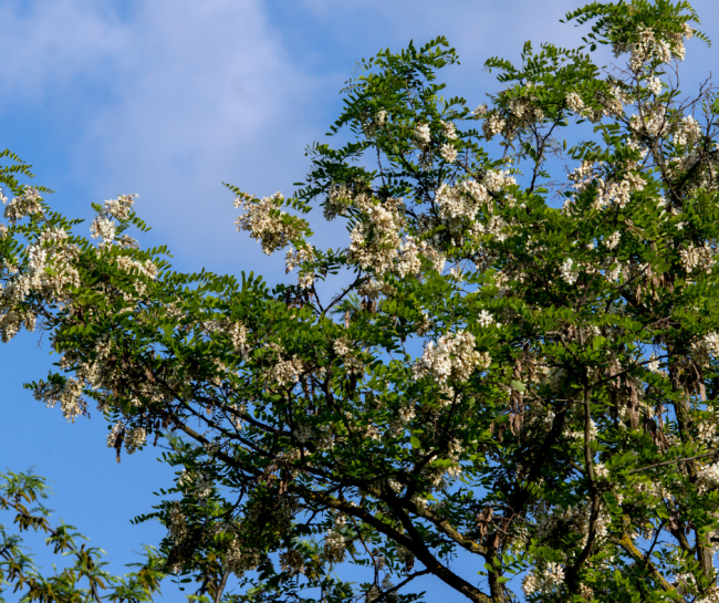 The Black Locust Tree 650x545 The Most Dangerous Trees In The World