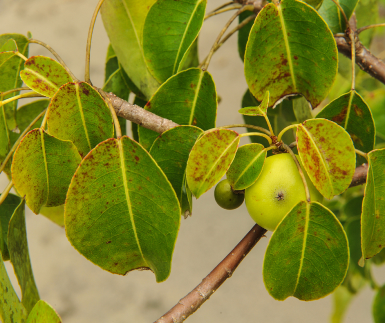 The Most Dangerous Trees In The World