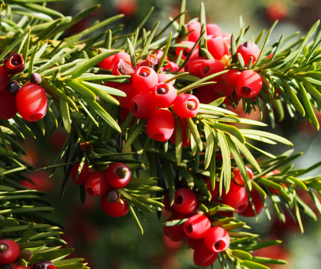 The Most Dangerous Trees in the World  European yew 650x545 The Most Dangerous Trees In The World