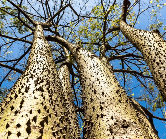 The Most Dangerous Trees in the World The dynamite tree 650x545 The Most Dangerous Trees In The World