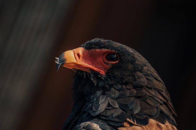 The Ultimate Worst Animal Parents worst eagle parenting 650x433 The Ultimate Worst Animal Parents