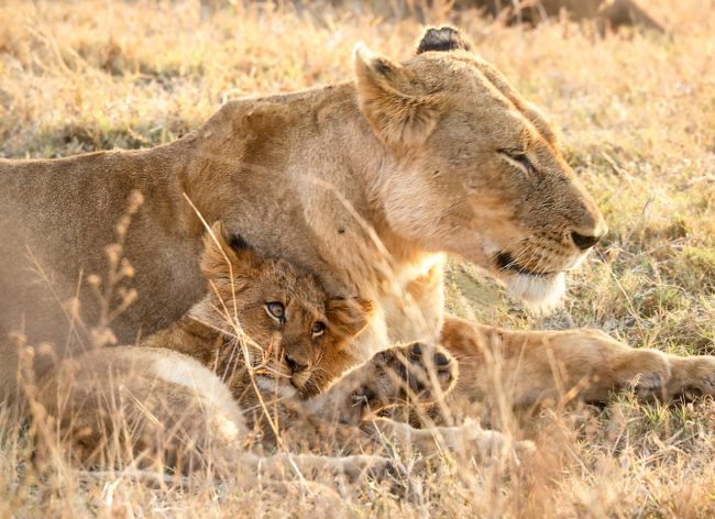 The Ultimate Worst Animal Parents worst lion mothers 650x472 The Ultimate Worst Animal Parents