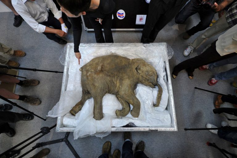Frozen mammoth preserved in ice